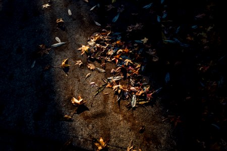 photography of assorted-color leaves on surface
