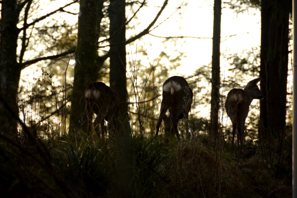 Center parcs longleat forest, Warminster, United kingdom