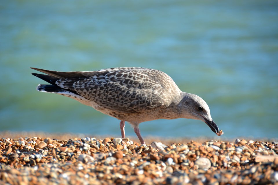 Brighton, United kingdom, Stones