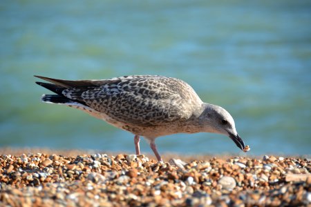 Brighton, United kingdom, Stones