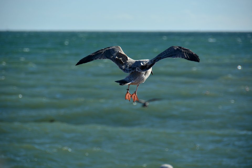 Brighton, United kingdom, Beach