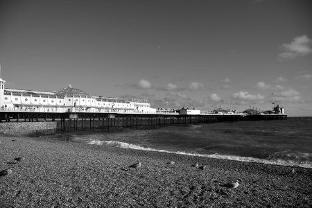 Brighton, United kingdom, Seagull photo