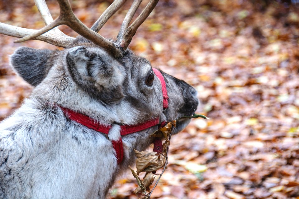 Center parcs longleat forest, Warminster, United kingdom