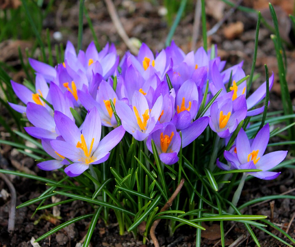 Flowers crocus flower bulbs