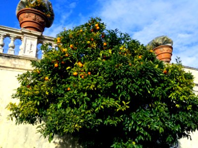 Villa doria pamphilj, Rome, Italy