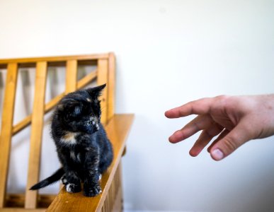 Love, Kitty, Playful