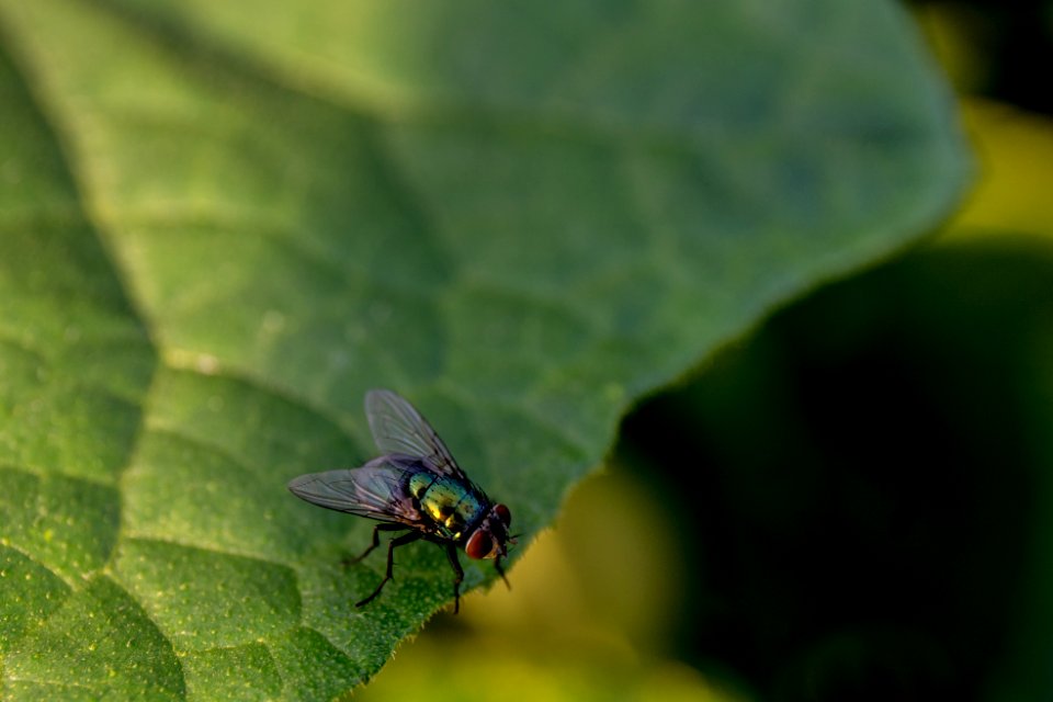 Nature, Tiny, Bugs