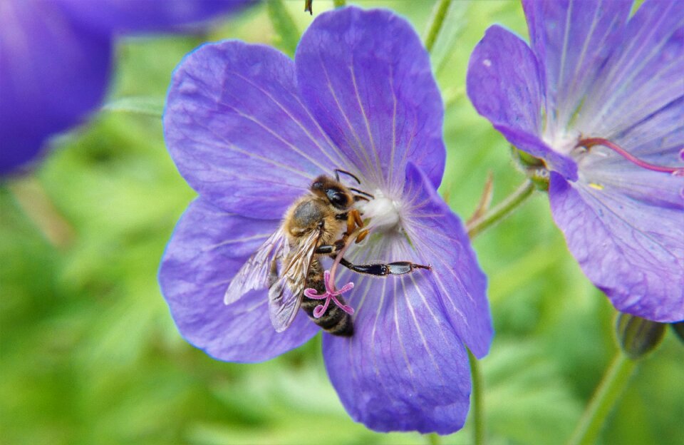 Nectar pollination pollen photo