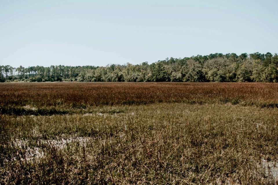 Wormsloe historic site, United states, Forest