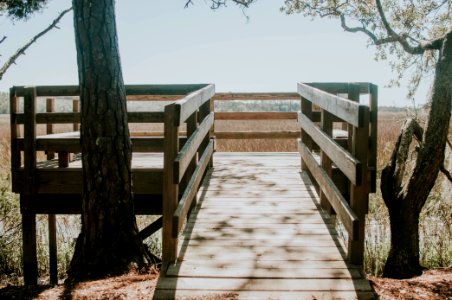 Wormsloe historic site, United states, Georgia photo