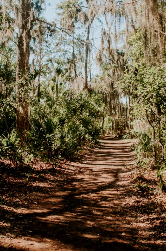 Wormsloe historic site, United states, Trees