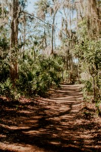 Wormsloe historic site, United states, Trees photo