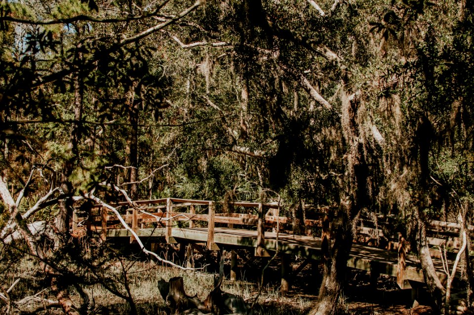 Trees, Bridge, Lake