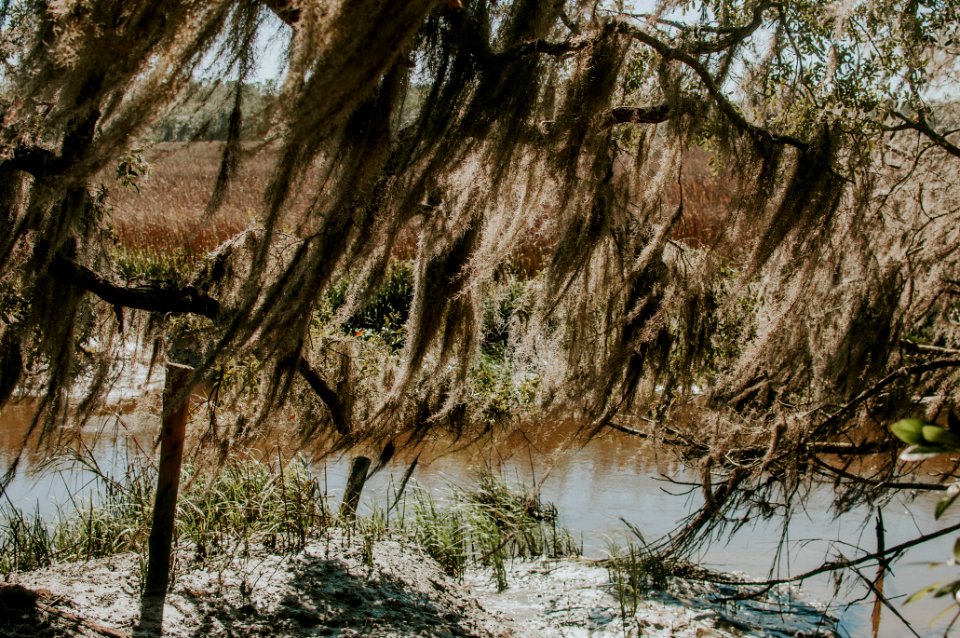 Wormsloe historic site, United states, Spanish moss
