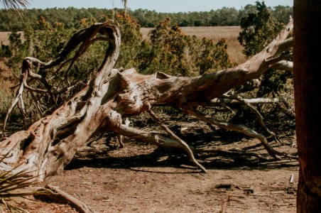 Wormsloe historic site, United states, Nature photo