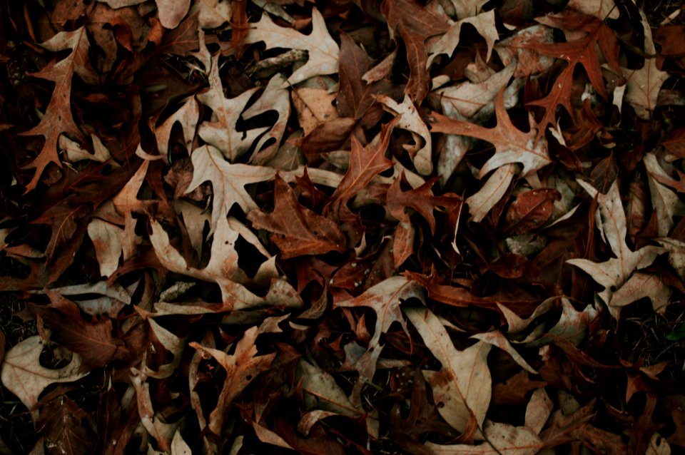 Nature, Winter, Leaves