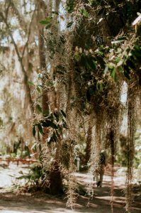 Wormsloe historic site, United states, Moss