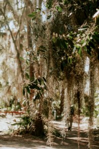 Wormsloe historic site, United states, Moss photo