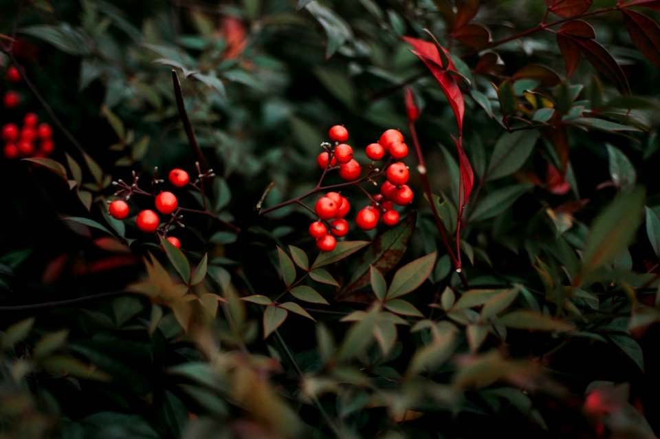 closeup photo of red cherries
