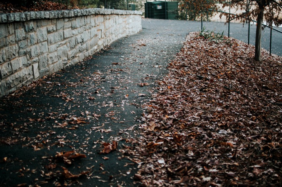 Atlanta, Piedmont bark, United states