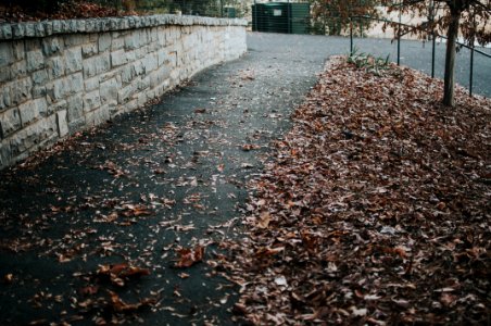 Atlanta, Piedmont bark, United states