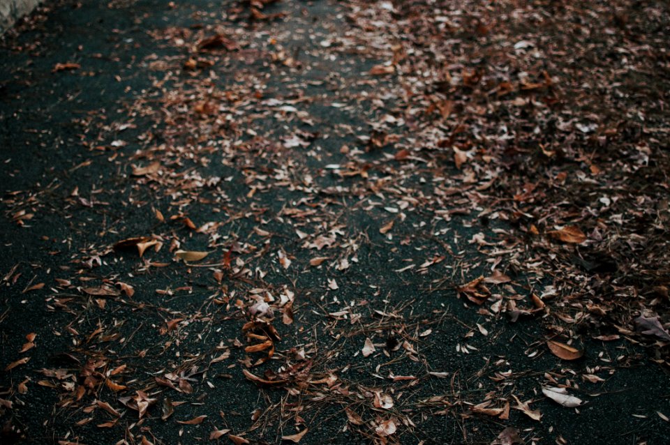 Piedmont bark, Atlanta, United states