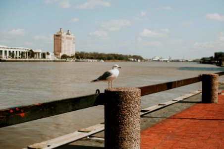 Savannah, River street, United states
