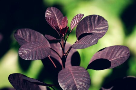Cotinus coggygria wig shrub tree wig tree