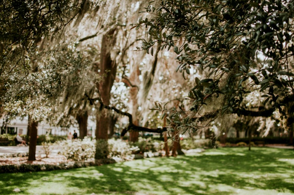 Forsyth park, Savannah, United states
