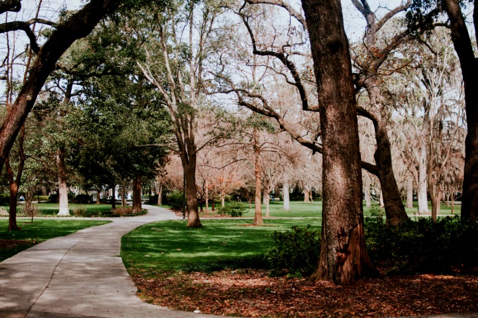 photo of pathway between trees