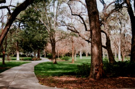 photo of pathway between trees