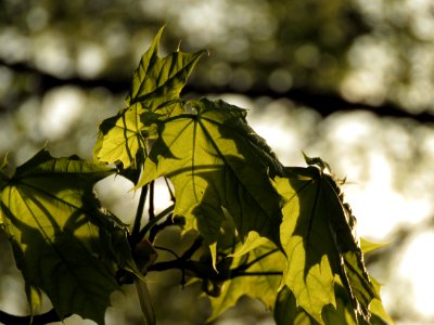 Wilting, Maple, Leaf