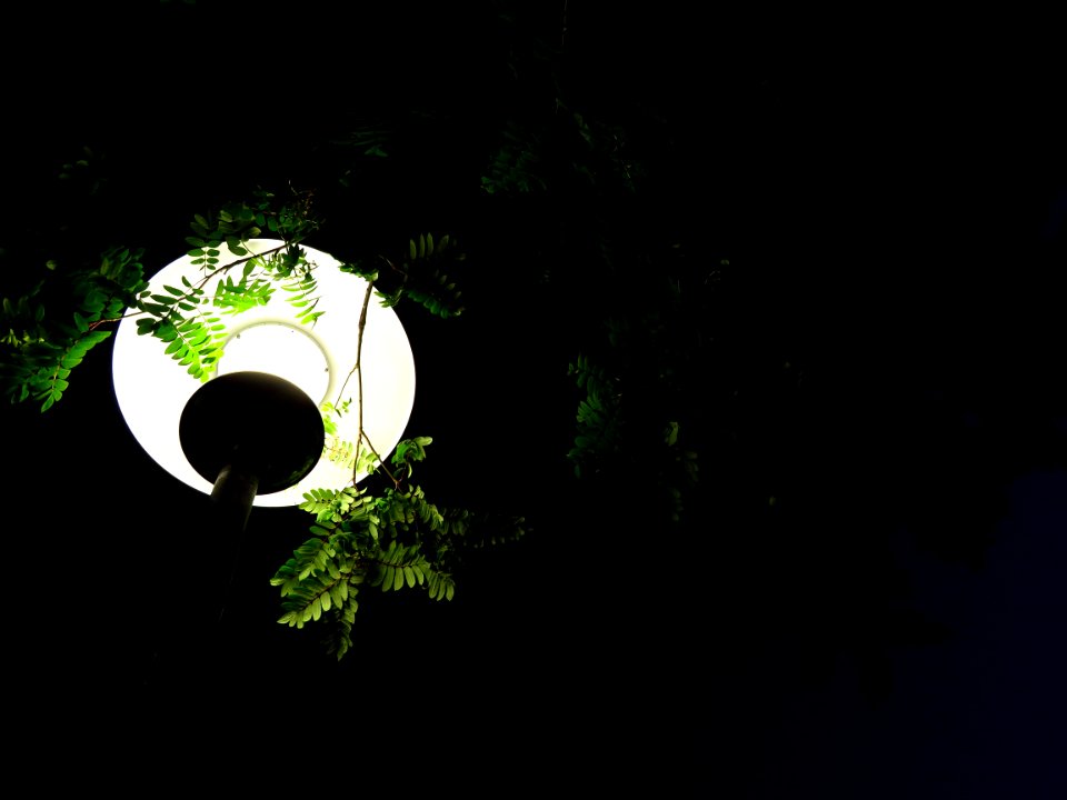 Leaves, Scarce light, Low light
