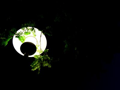 Leaves, Scarce light, Low light