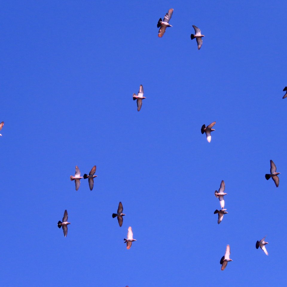 Wales, United kingdom, Flight
