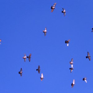 Wales, United kingdom, Flight