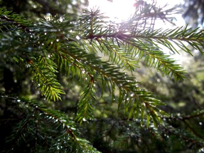 Rain drop, Trees