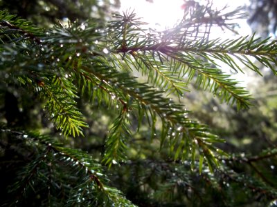 Rain drop, Trees photo