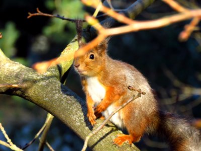 Animals, Animal, Orava