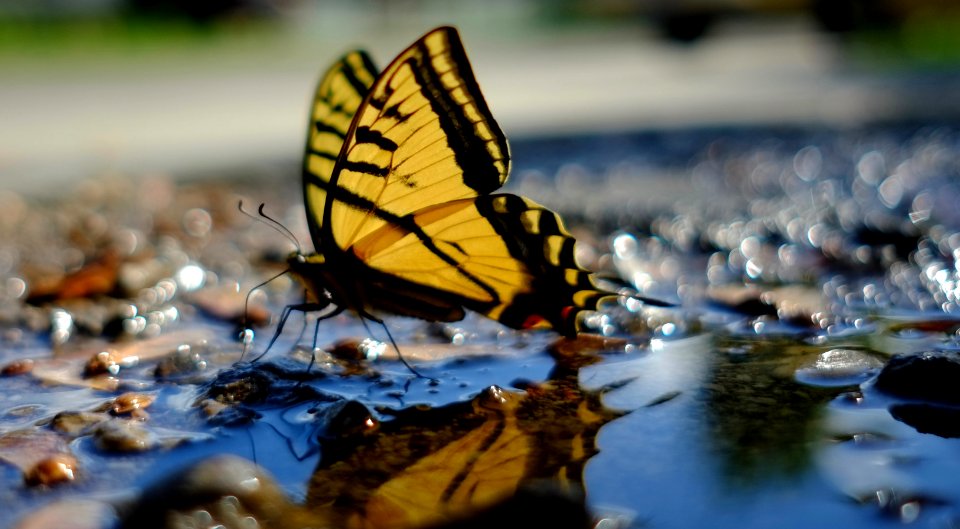 Bokeh, Water, Urban