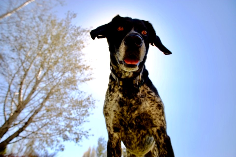 Trees, Dog, Dogs