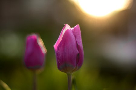 Sun, Sunset, Spring