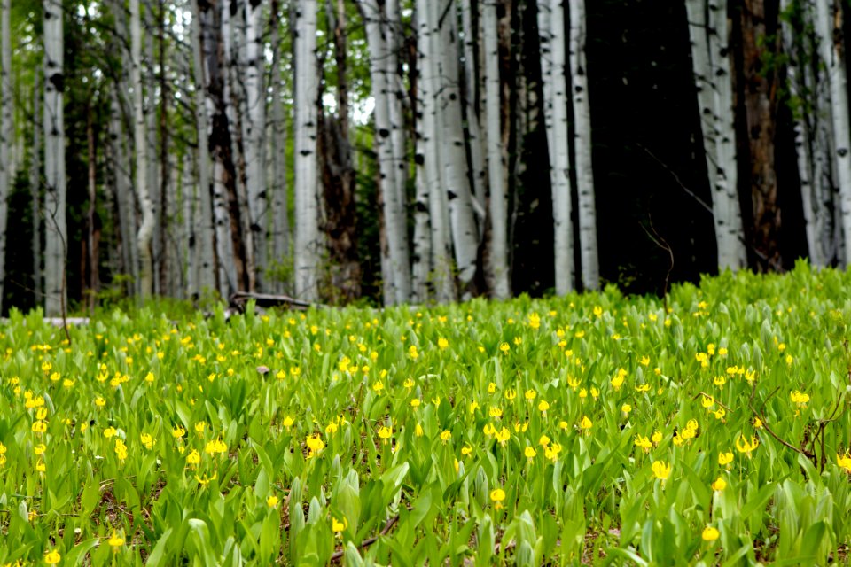 Aspen, United states, Green