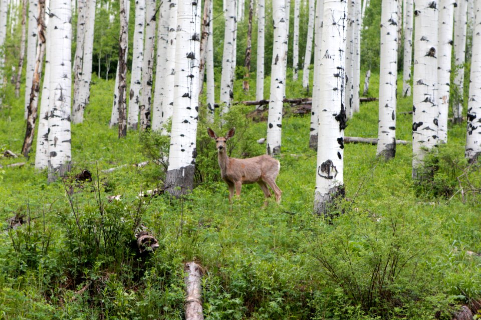 Aspen, United states, Colorado