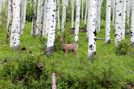 Aspen, United states, Colorado photo