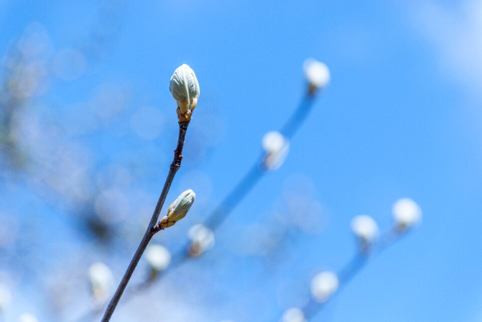 Branch plant spring