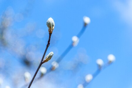 Branch plant spring