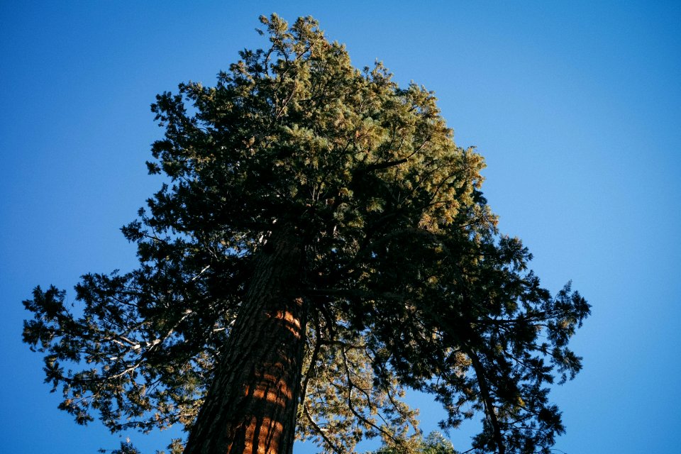Sequoia national park, Sunny, Blue