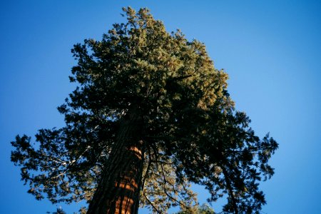 Sequoia national park, Sunny, Blue