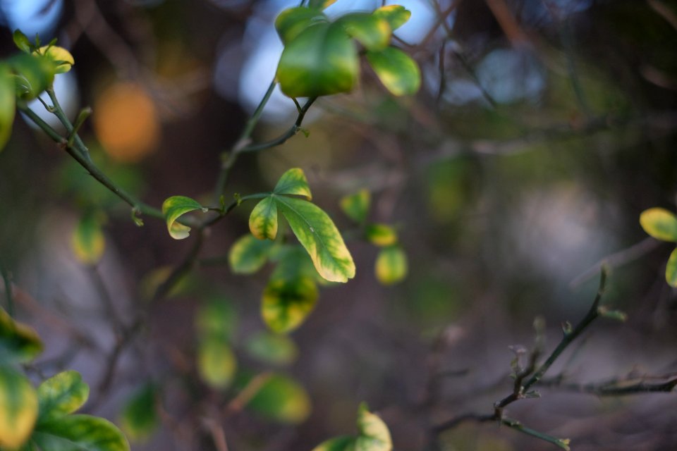 Fillmore, Leaves, Natural
